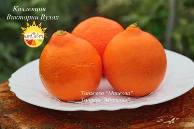 Tangelo Minneola1 - 